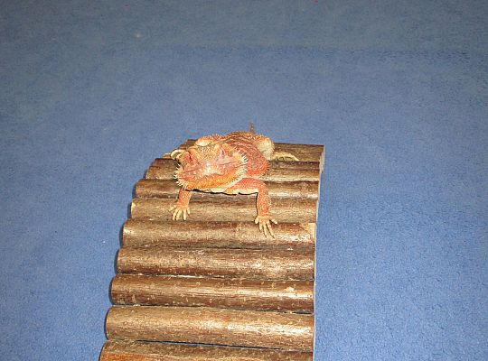 Mikołajkowe niespodzianki -gr I,II