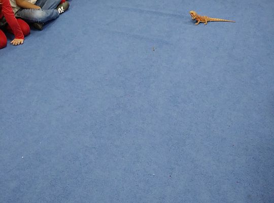 Mikołajkowe niespodzianki -gr III,IV