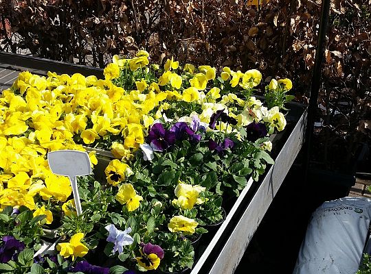 Wizyta w centrum ogrodniczym