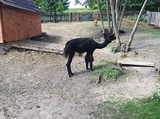 Wycieczka do Stryszej Budy gr III,IV