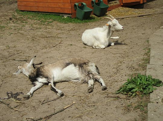 Wycieczka do Stryszej Budy gr III,IV