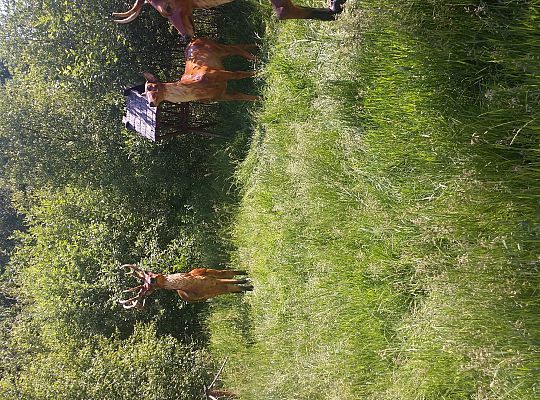 Wycieczka do Stryszej Budy gr I,II