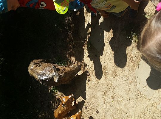 Wycieczka do Stryszej Budy gr I,II