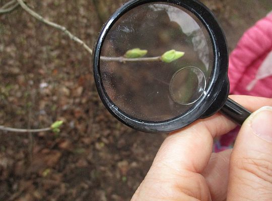 gr III Witamy wiosnę