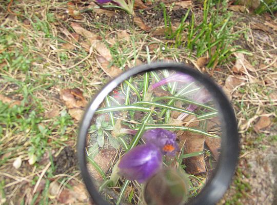 gr III Witamy wiosnę