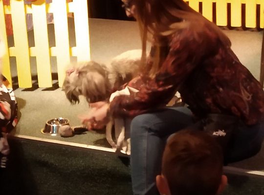 Gr IV- Spotkanie z autorką książek o psach oraz pasowanie na czytelnika