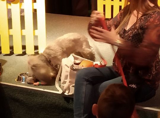 Gr IV- Spotkanie z autorką książek o psach oraz pasowanie na czytelnika