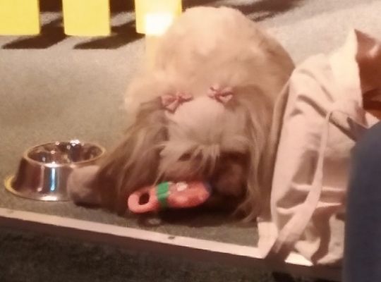 Gr IV- Spotkanie z autorką książek o psach oraz pasowanie na czytelnika