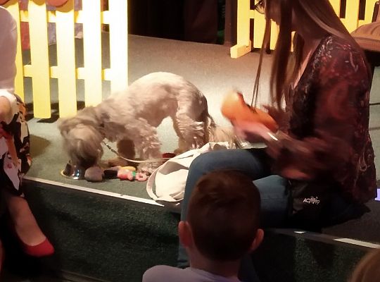 Gr IV- Spotkanie z autorką książek o psach oraz pasowanie na czytelnika