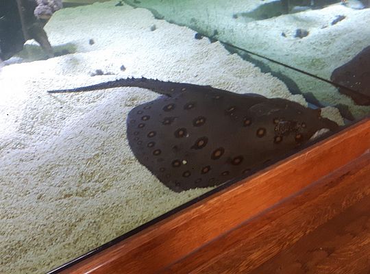 Gr II Wycieczka do Tuchlina