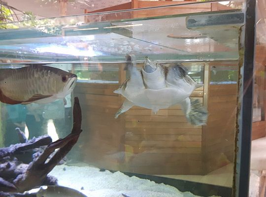 Gr II Wycieczka do Tuchlina