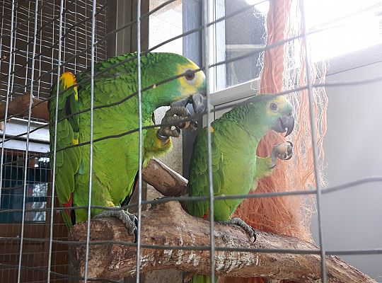 Gr II Wycieczka do Tuchlina