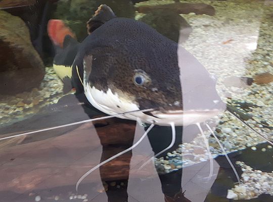 Gr II Wycieczka do Tuchlina