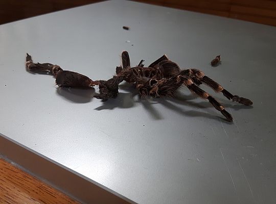 Gr II Wycieczka do Tuchlina