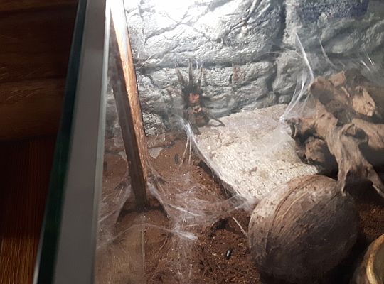 Gr II Wycieczka do Tuchlina