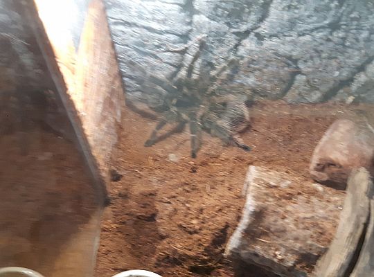 Gr II Wycieczka do Tuchlina