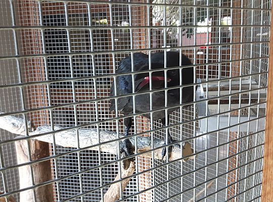 Gr II Wycieczka do Tuchlina