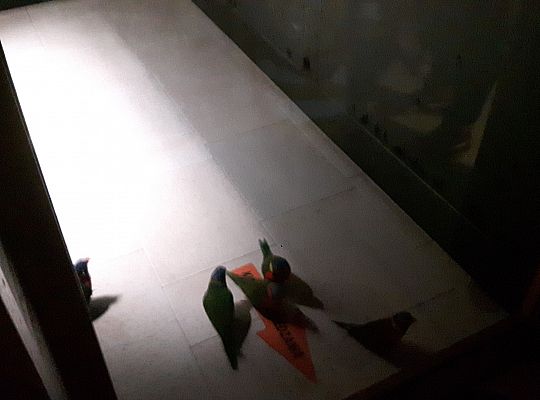 Gr II Wycieczka do Tuchlina