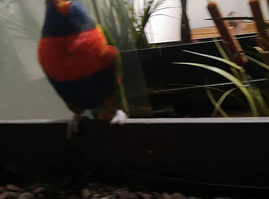 Gr I Wycieczka do Tuchlina