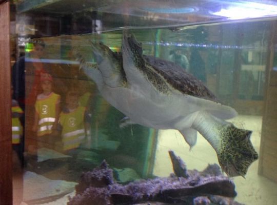 Gr I Wycieczka do Tuchlina