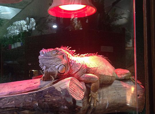 Gr I Wycieczka do Tuchlina