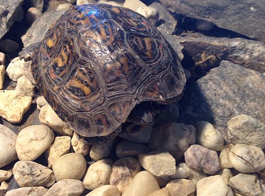 Gr I Wycieczka do Tuchlina