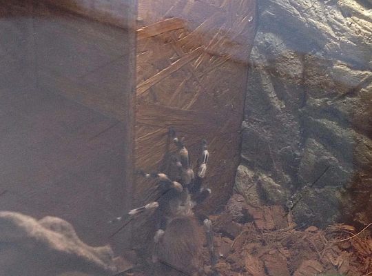 Gr I Wycieczka do Tuchlina