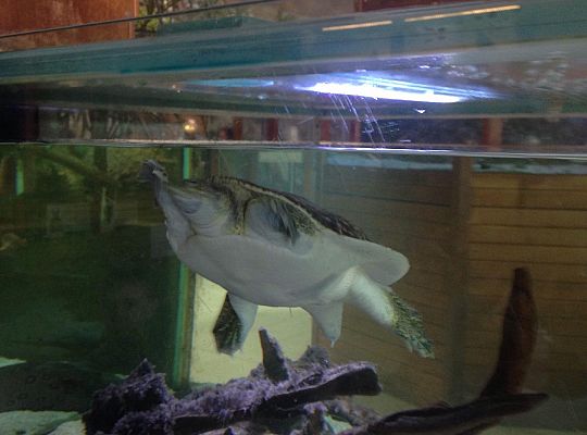 Gr I Wycieczka do Tuchlina