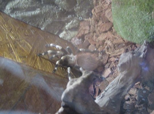 Gr I Wycieczka do Tuchlina