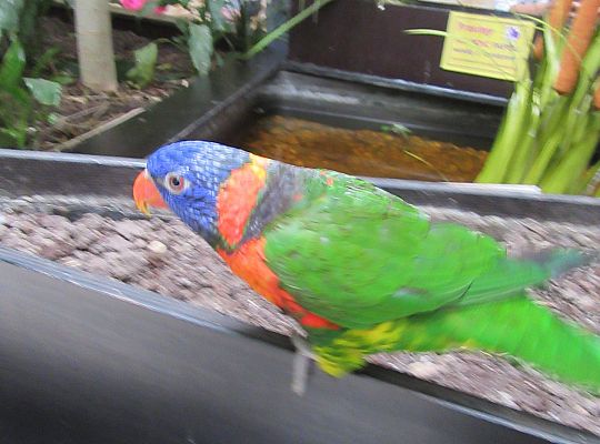 Gr I Wycieczka do Tuchlina