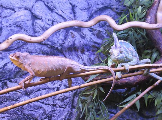 Gr I Wycieczka do Tuchlina