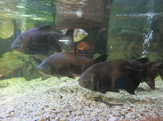 Gr I Wycieczka do Tuchlina