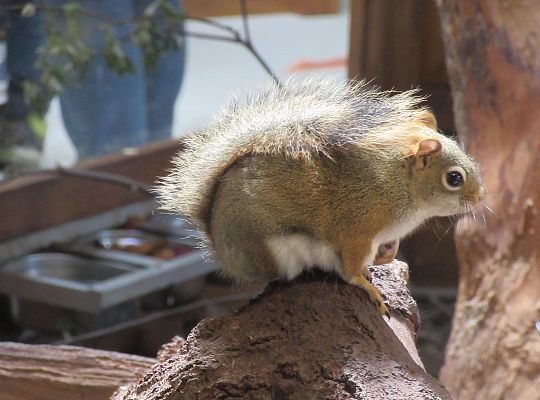 Gr I Wycieczka do Tuchlina