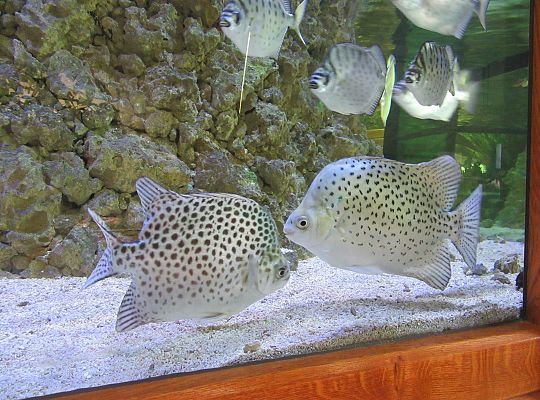 Gr I Wycieczka do Tuchlina