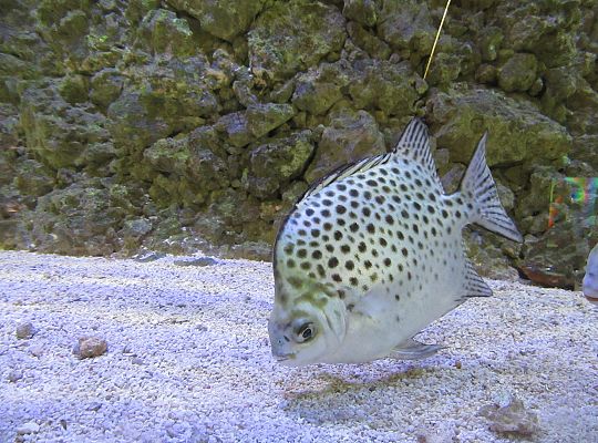 Gr I Wycieczka do Tuchlina