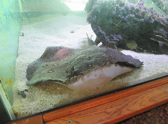 Gr I Wycieczka do Tuchlina