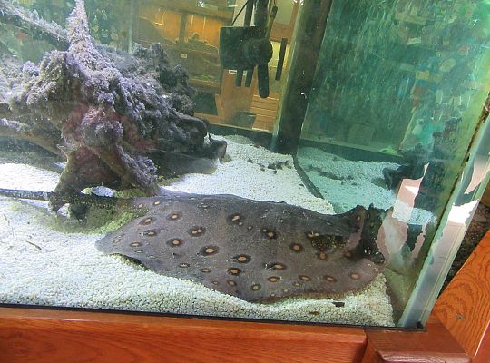 Gr I Wycieczka do Tuchlina