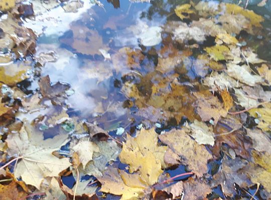 Gr III zabawy jesienne