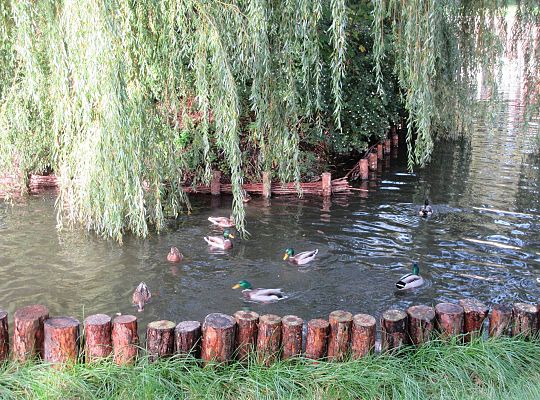 Gr II Jesienny spacer do parku