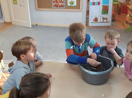 GR III Kisimy kapustę