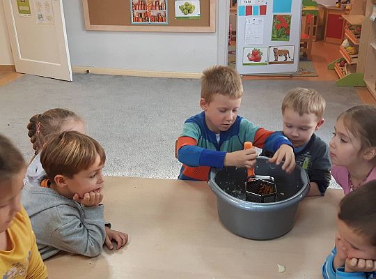 GR III Kisimy kapustę