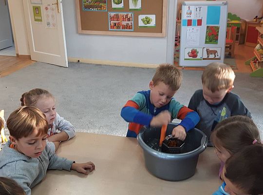 GR III Kisimy kapustę