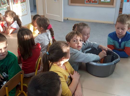 GR III Kisimy kapustę