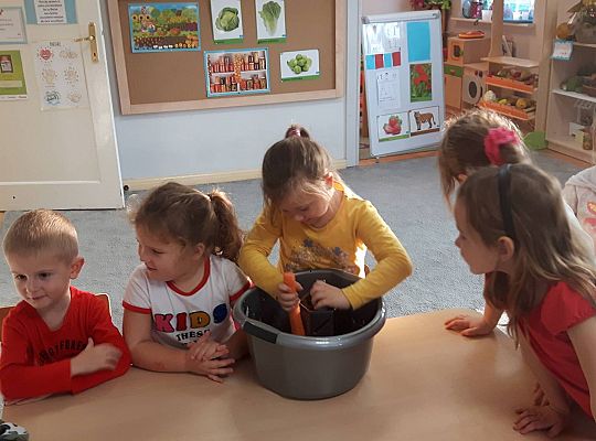 GR III Kisimy kapustę