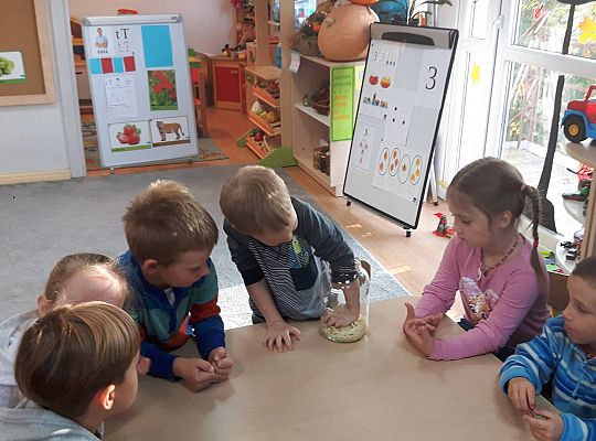 GR III Kisimy kapustę