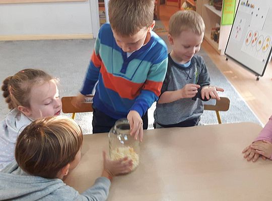 GR III Kisimy kapustę