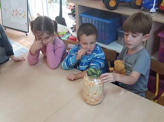 GR III Kisimy kapustę