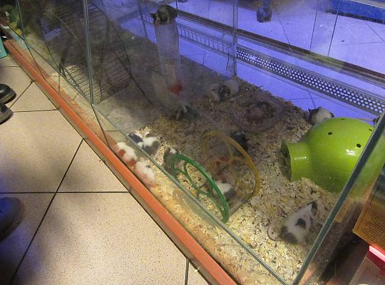 gr II Wycieczka do sklepu zoologicznego