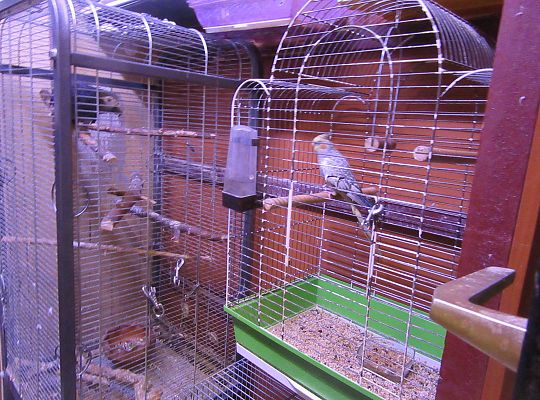 gr II Wycieczka do sklepu zoologicznego