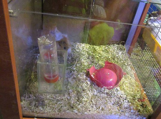 gr II Wycieczka do sklepu zoologicznego